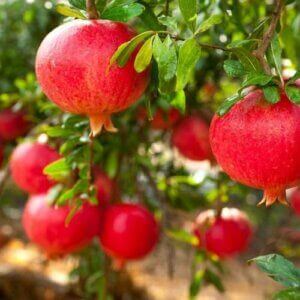 Pomegranates