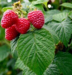 Raspberries on the plant