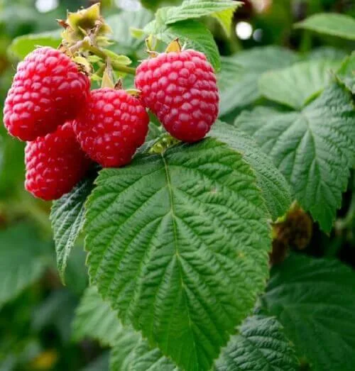 Raspberries on the plant
