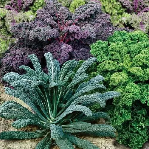 kale types in garden
