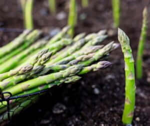 How to grow Asparagus