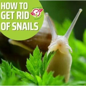 How to get rid of snales in the garden