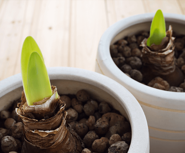 How to grow Amaryllis bulbs indoors in 6 steps - Plantinfo