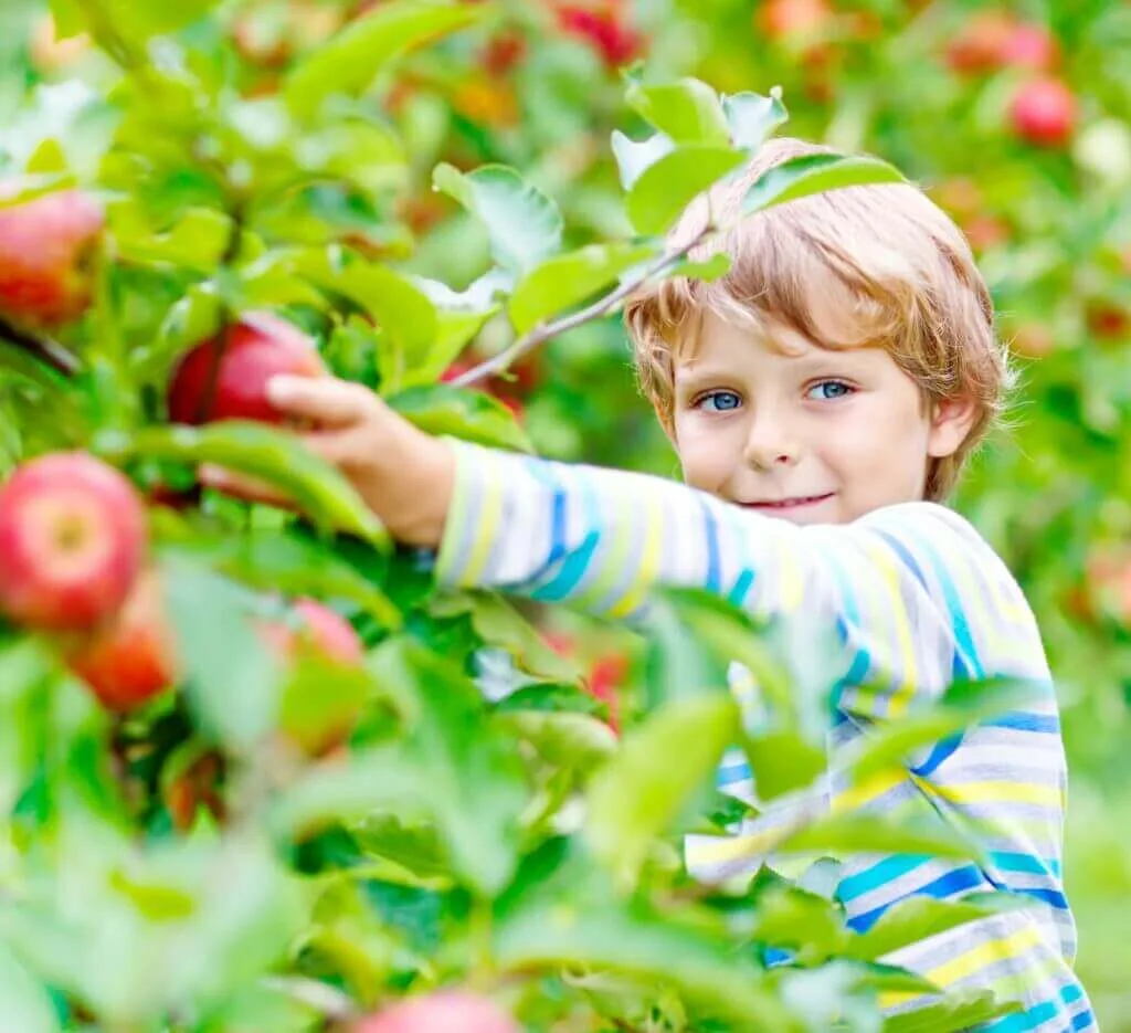 boy picking red appel in garden