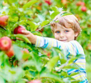 boy picking red appel in garden