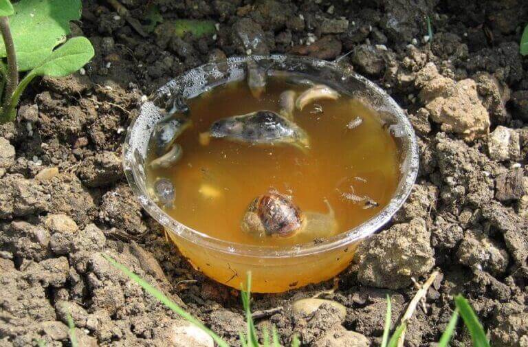 How to get rid of snails in the garden Plantinfo
