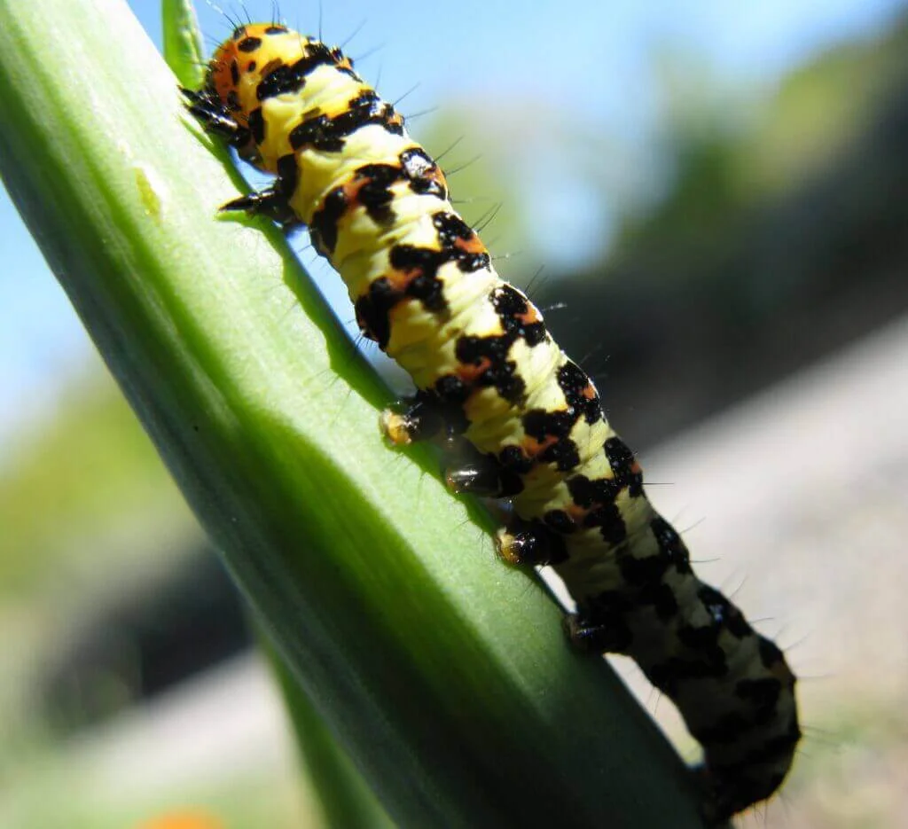 Lily Borer on a stick