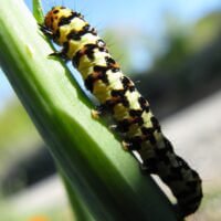 Lily Borer on a stick