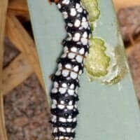 lily borer vertically eating a lily leaf