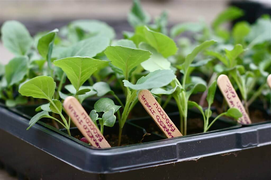 Broccoli seedlings in a seedling tray, how to grow broccoli from seed