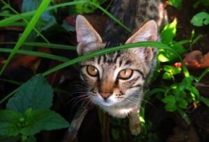 cat in teh garden, plants poisenous to cats