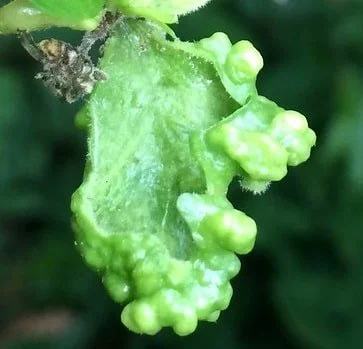 Citrus psylla on plant leaf