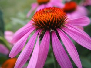 Echinacea purpurea