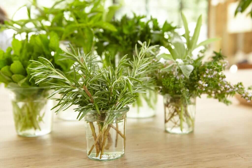 how to grow herbs in water