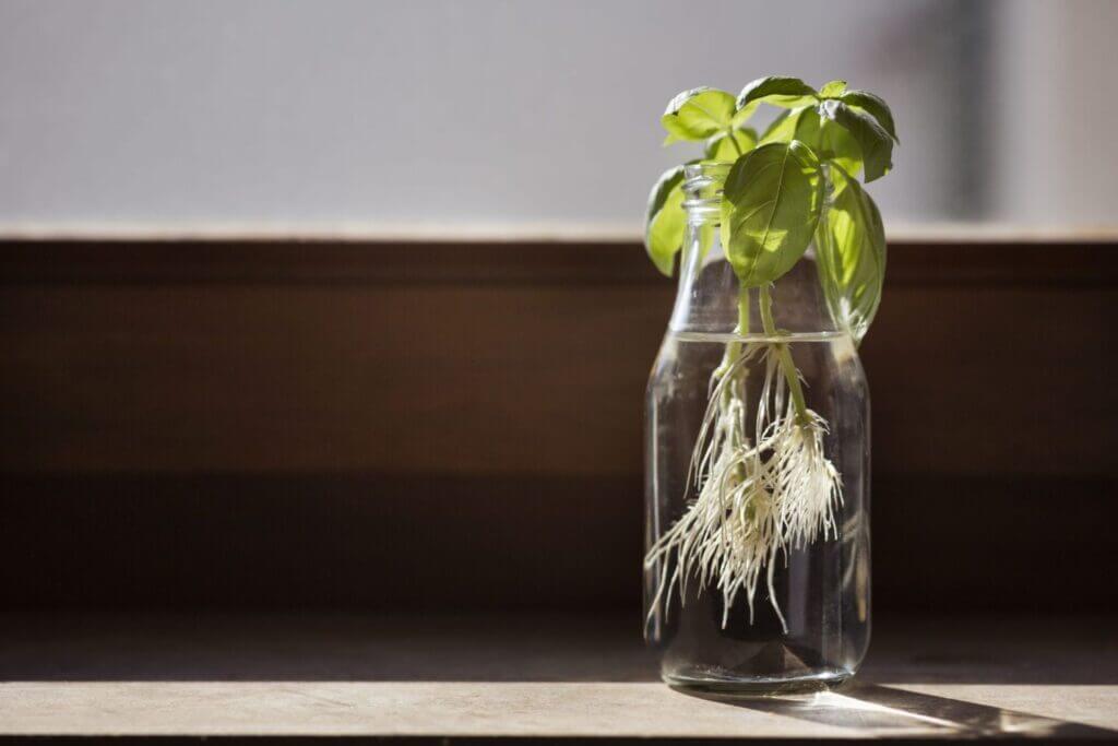 how to grow basil in water