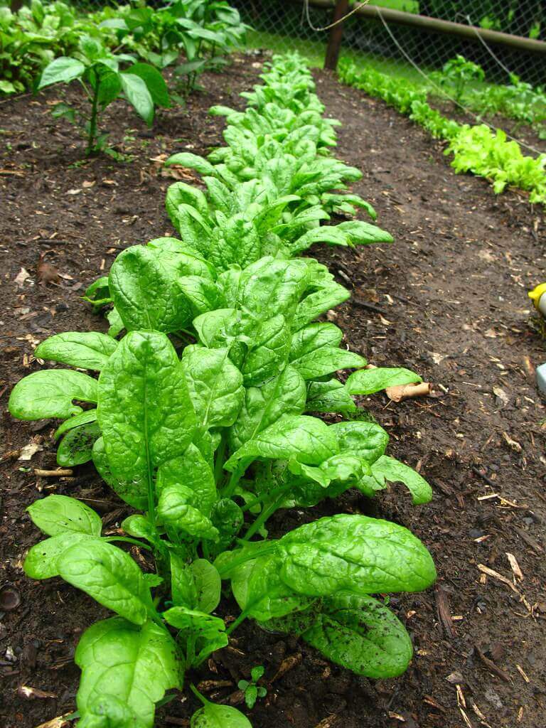 grow spinach in shade