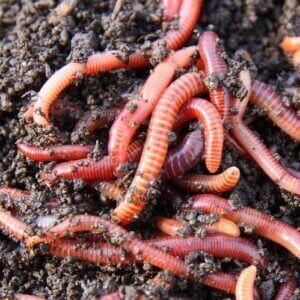 Red wigler worms in soil and How to Build a Worm Farm