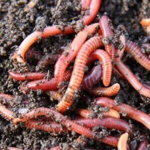 Red wigler worms in soil and How to Build a Worm Farm