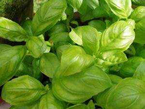 How to Grow Basil from seed in trays