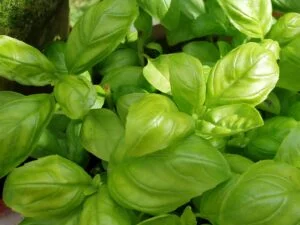 How to Grow Basil from seed in trays