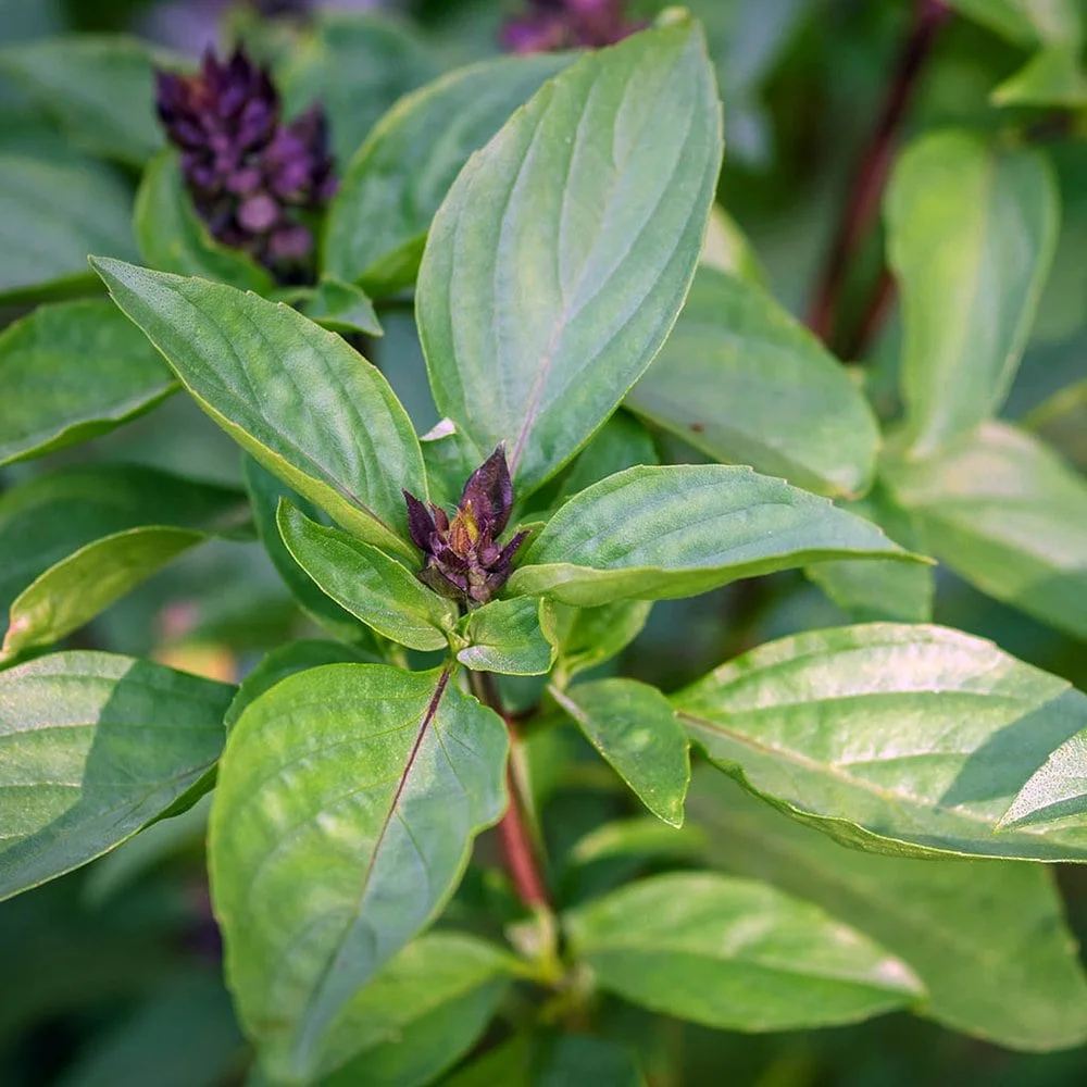 How to grow basil from seed