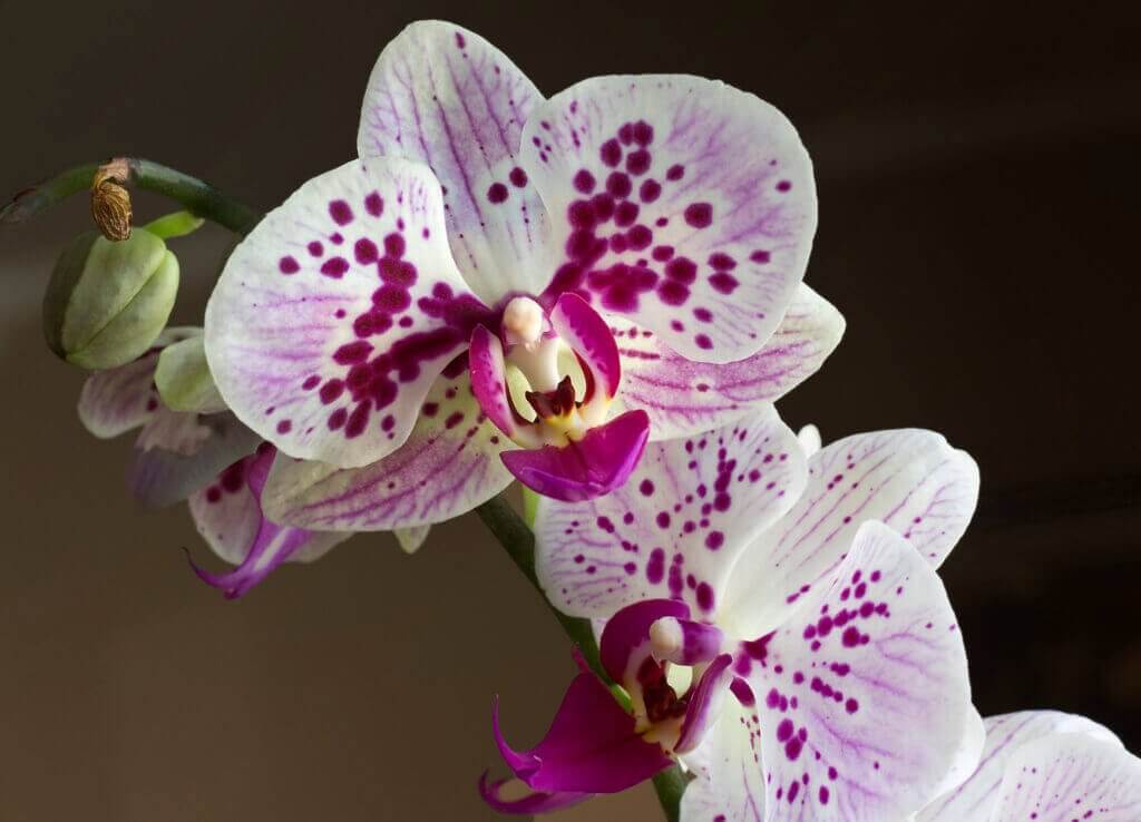 Orchid care, how to care for orchids