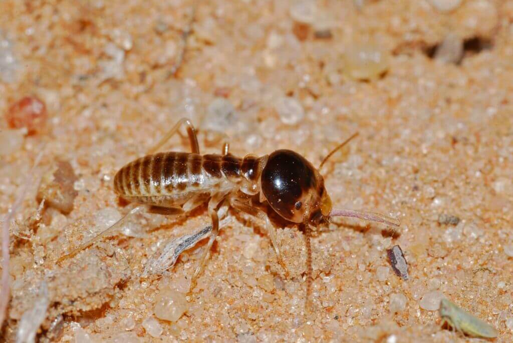 one termite on soil How to Get Rid of Termites in the Garden