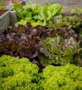lettuce for vegetables that grow in shade