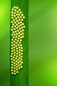Lily borer eggs on lily leaf, how to control lily borer
