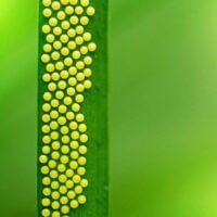 Lily borer eggs on lily leaf, how to control lily borer