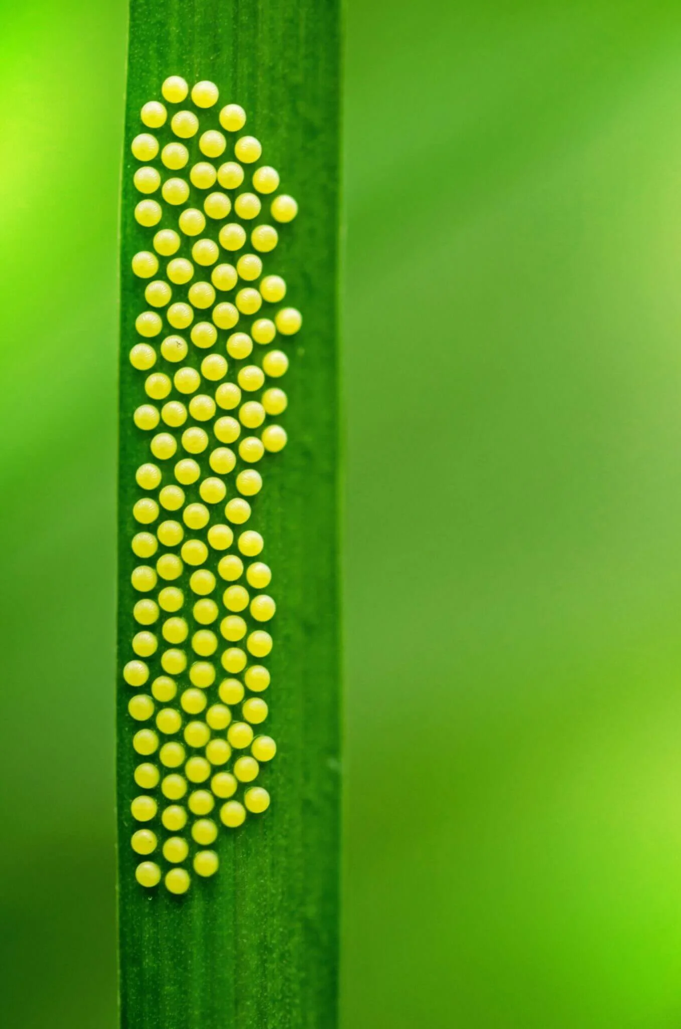 Lily borer eggs on lily leaf, how to control lily borer