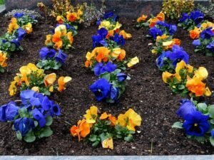 Automn pansies planted en mass