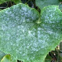 powdery mildew on leaf