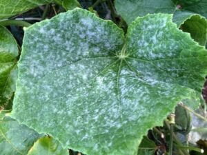 powdery mildew on leaf