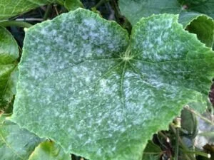 powdery mildew on leaf