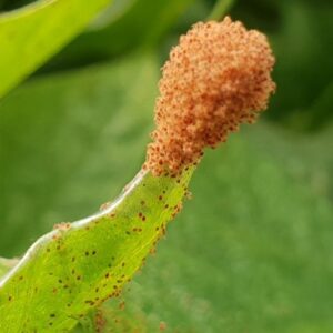 Red spider mite infestation, how to get rid of spider mites
