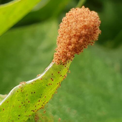 Red spider mite infestation, how to get rid of spider mites