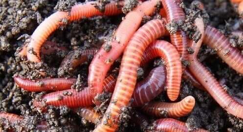 red wiggler worms in soil