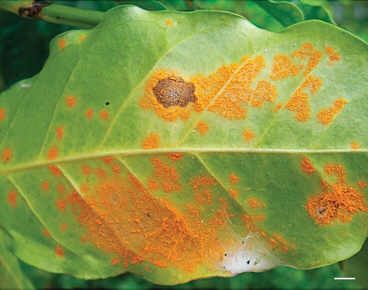 Rust plant disease