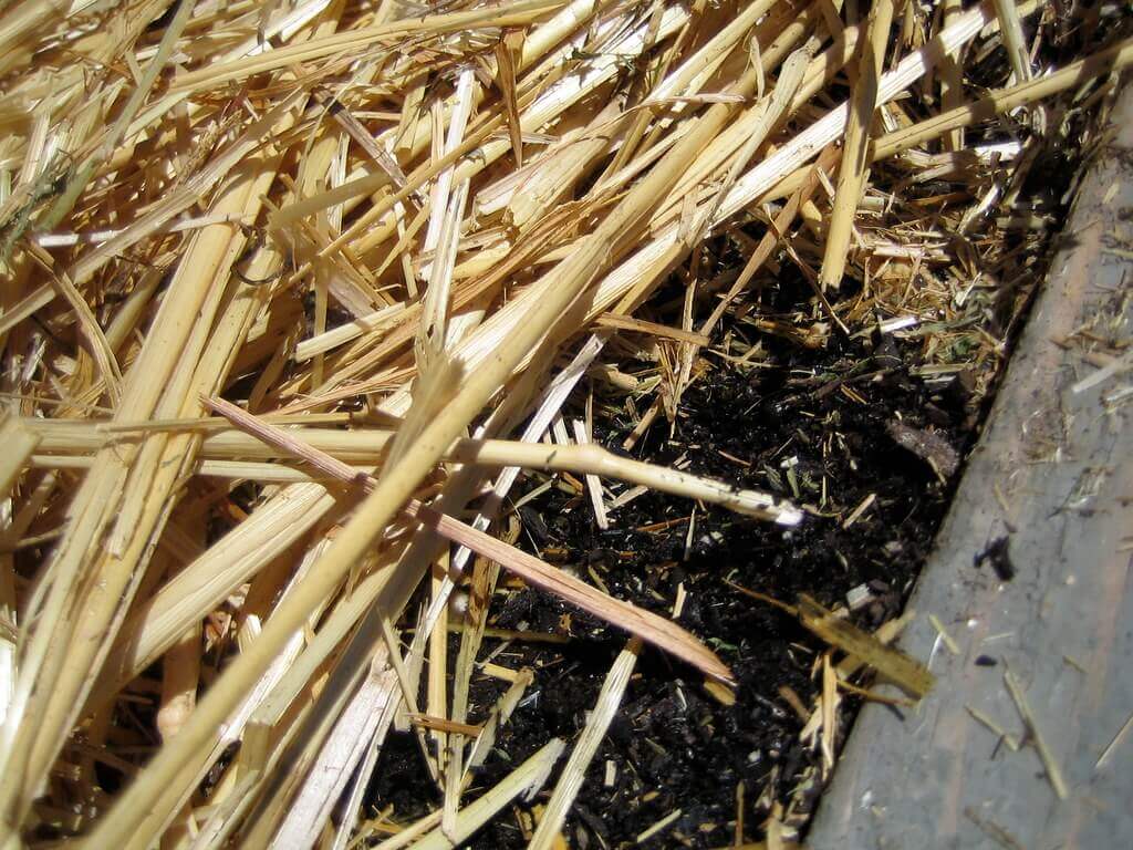 mulch garden bed to improve soil