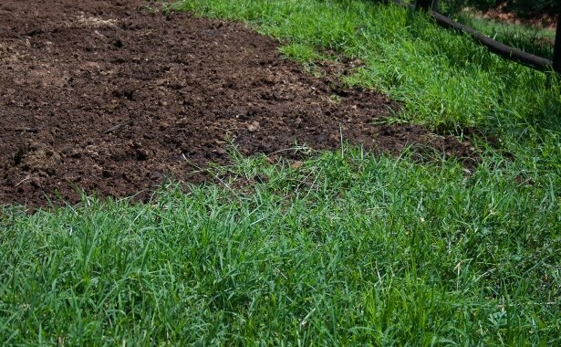 Applying lawn dressing also known as topdressing lawn