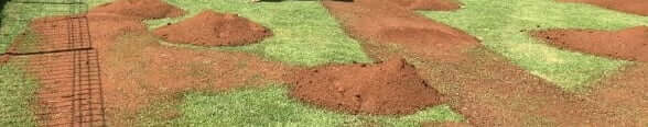 how to apply top dressing on lawn