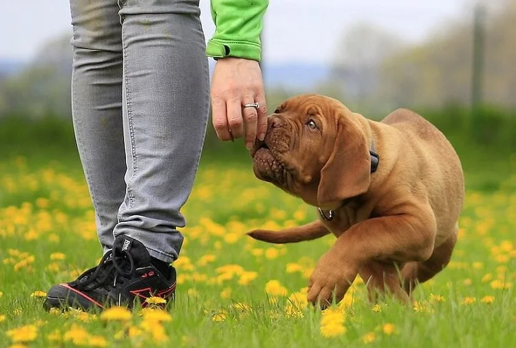 Cute dog and owners hand in a big garden, how to keep dogs out the garden