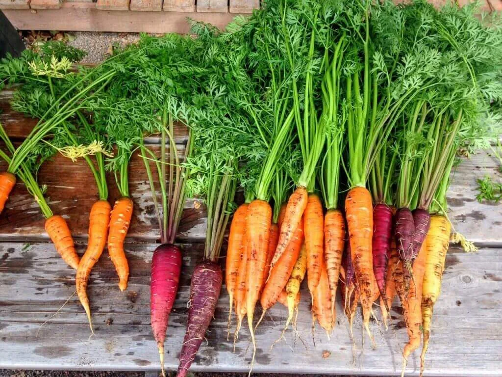 Vegetable gardening, row of mixed colour carrots