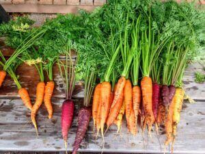 Vegetable gardening, row of mixed colour carrots