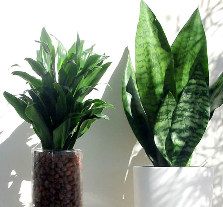 INdoor plants, plants in post for indoors