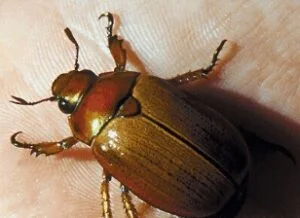 Christmas Beetles / brown chaver beetles