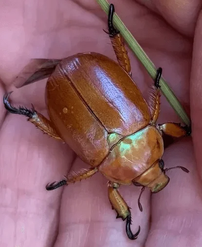 Christmas beetle