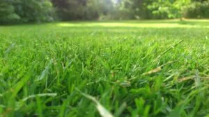 Summer Lawn Care Tips, big green lawn