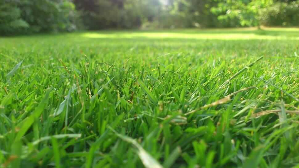Summer Lawn Care Tips, big green lawn
